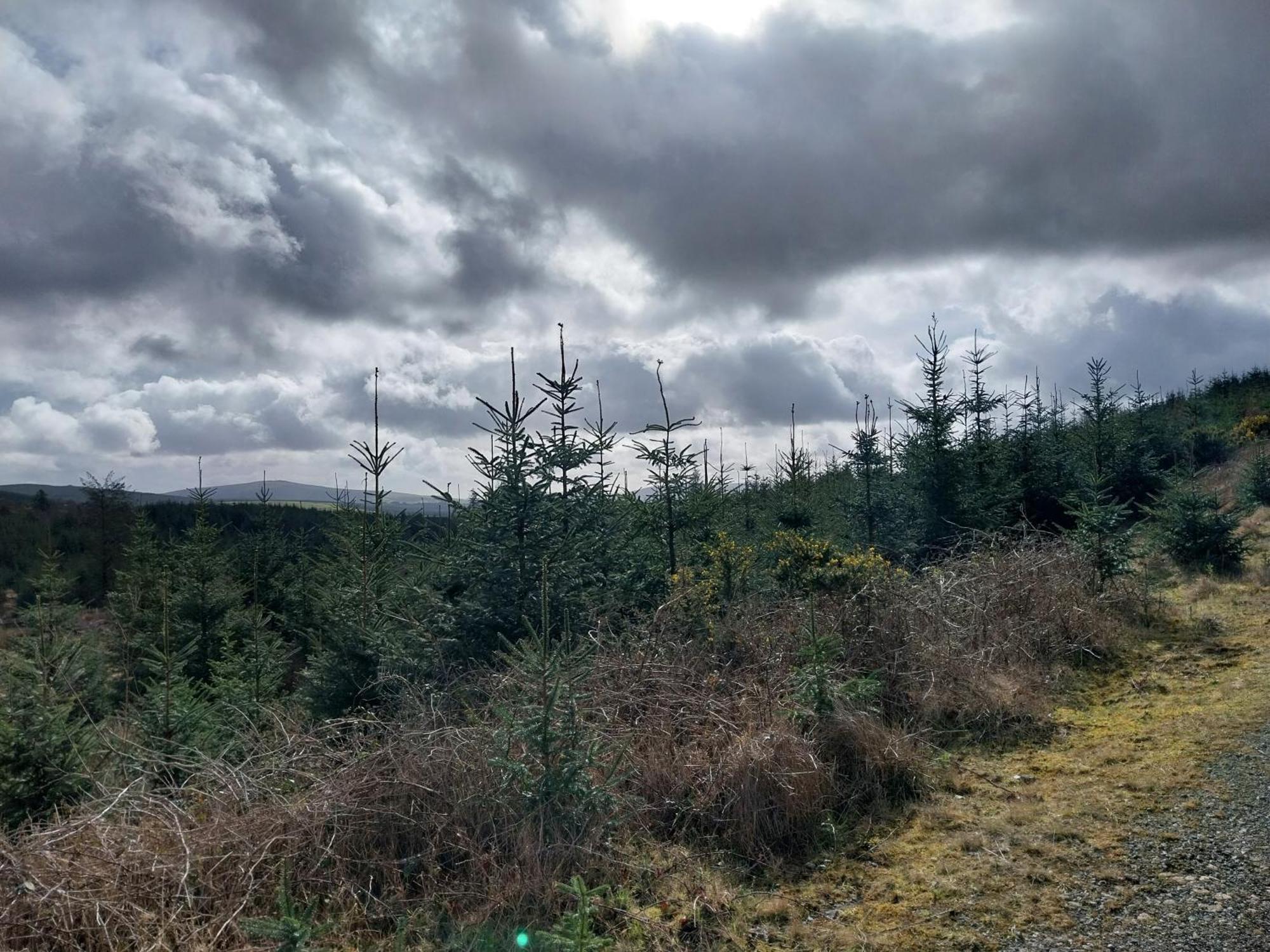 Felicity Cottage Kiltegan Bagian luar foto